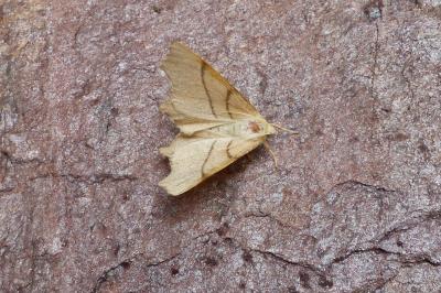 <i>Ennomos erosaria</i>