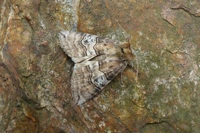 <i>Tethea ocularis</i>