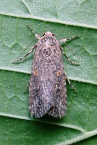 <i>Spodoptera exigua</i>