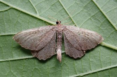 <i>Philereme vetulata</i>