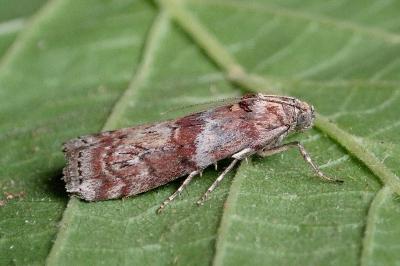 <i>Phycita roborella</i>