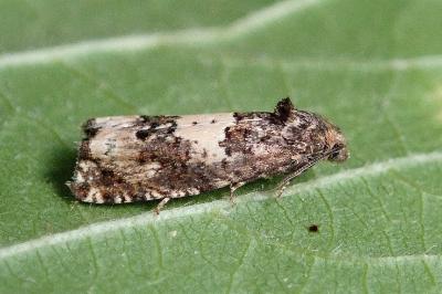 <i>Epiblema cirsiana</i>