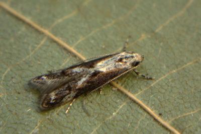 <i>Blastodacna hellerella</i>
