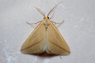 <i>Rhodometra sacraria</i>