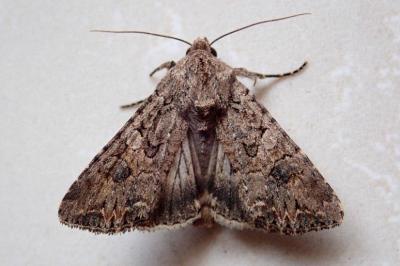 <i>Anarta trifolii</i>
