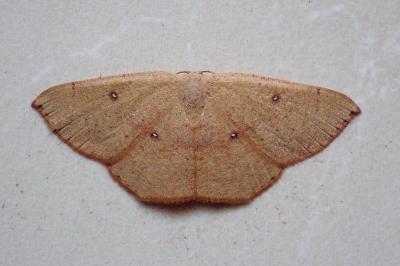 <i>Cyclophora puppillaria</i>