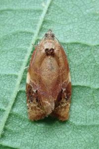 <i>Ditula angustiorana</i>
