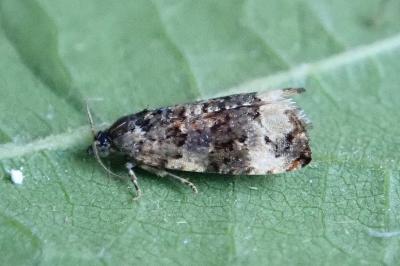 <i>Endothenia</i>
