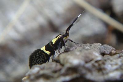 <i>Dasycera oliviella</i>