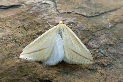 <i>Rhodometra sacraria</i>