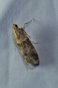 <i>Acrobasis repandana</i>