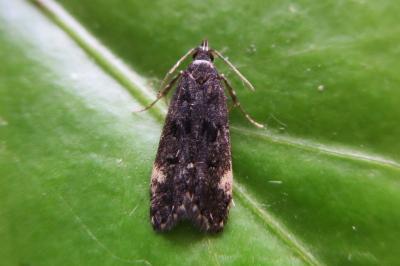 <i>Dichomeris alacella</i>