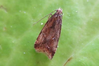 <i>Brachmia blandella</i>