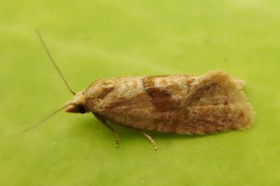 <i>Phalonidia affinitana</i>