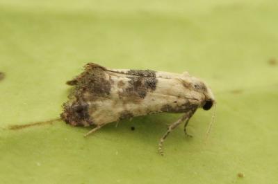 <i>Cochylis posterana</i>