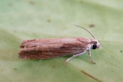 <i>Eucosma obumbratana</i>