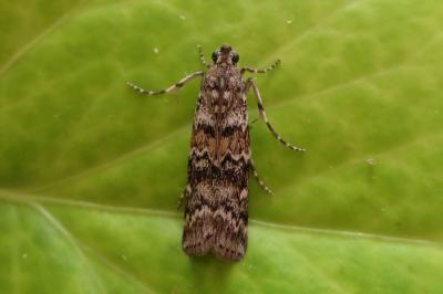 <i>Dioryctria abietella</i>