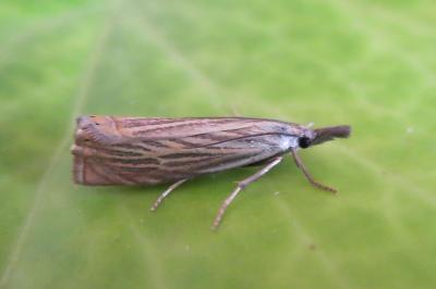 <i>Chrysoteuchia culmella</i>