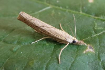 <i>Pediasia contaminella</i>