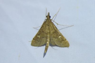 <i>Dolicharthria punctalis</i>