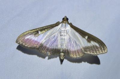 <i>Cydalima perspectalis</i>