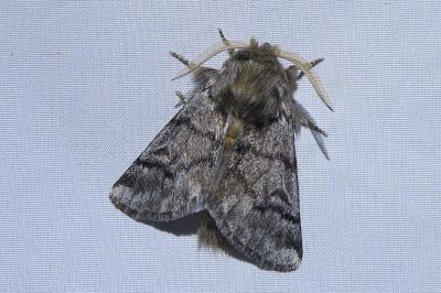 <i>Thaumetopoea pityocampa</i>
