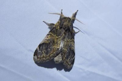<i>Notodonta tritophus</i>