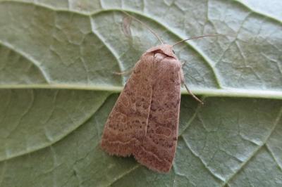<i>Hoplodrina ambigua</i>