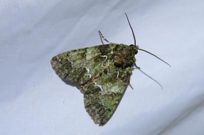 <i>Polyphaenis sericata</i>