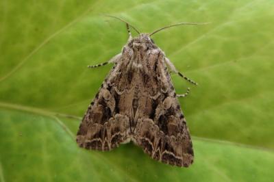 <i>Lacanobia blenna</i>