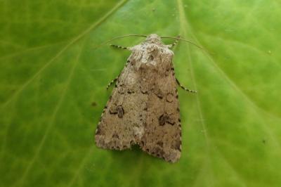 <i>Anarta stigmosa</i>