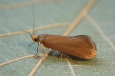 <i>Crassa unitella</i>