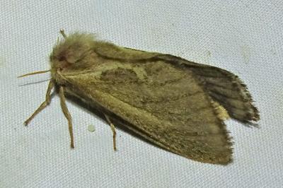 <i>Korscheltellus lupulinus</i>