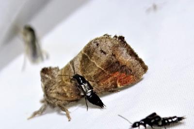 <i>Clostera pigra</i>