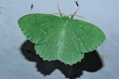 <i>Geometra papilionaria</i>