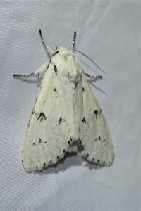 <i>Acronicta leporina</i>
