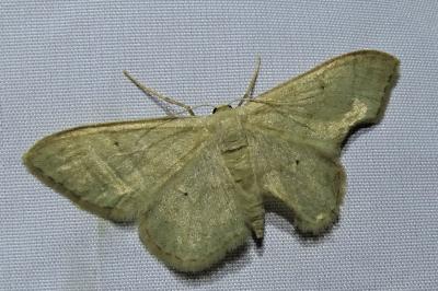 <i>Idaea straminata</i>