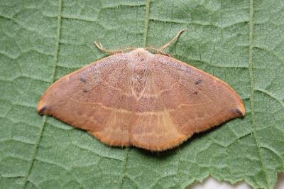 <i>Watsonalla binaria/uncinula</i>