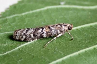 <i>Dioryctria abietella</i>