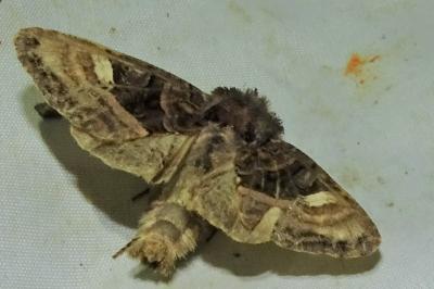 <i>Euplexia lucipara</i>