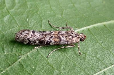 <i>Dioryctria abietella</i>