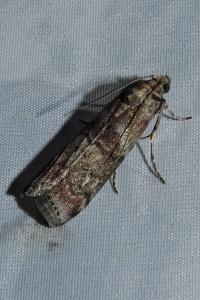 <i>Phycita roborella</i>