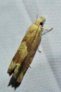 <i>Eucosma conterminana</i>