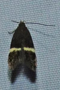 <i>Aproaerema larseniella</i>