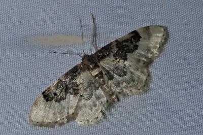<i>Idaea rusticata</i>