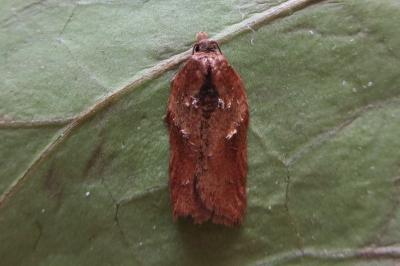 <i>Acleris hastiana</i>