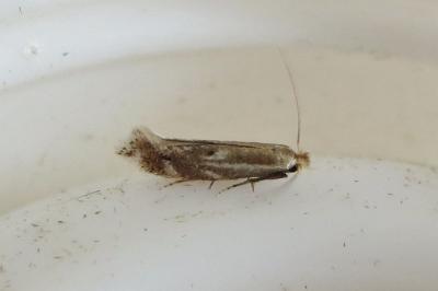 <i>Bucculatrix</i>