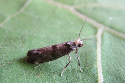 <i>Paraswammerdamia nebulella</i>