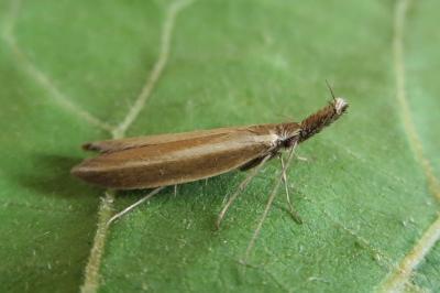 <i>Pleurota aristella</i>