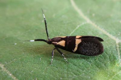 Dasycera oliviella